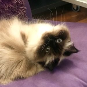 Meet your Posher, Brooke